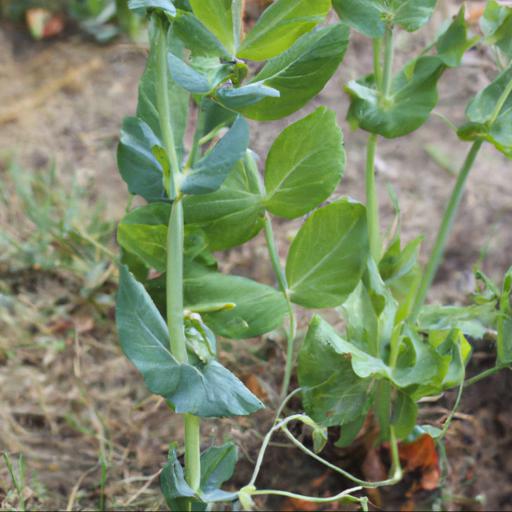 Tips for growing peas