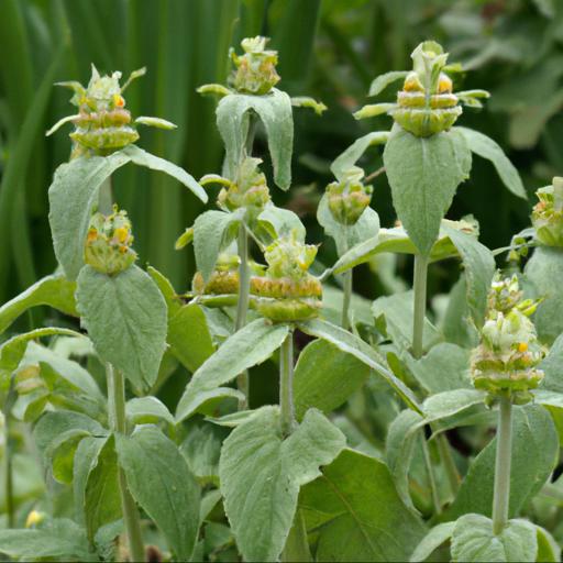 Tips for growing phlomis longifolia