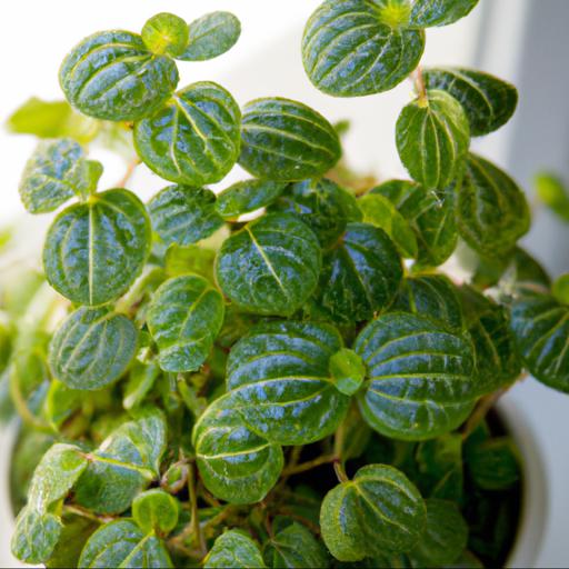 Tips for growing pilea peperomiodes