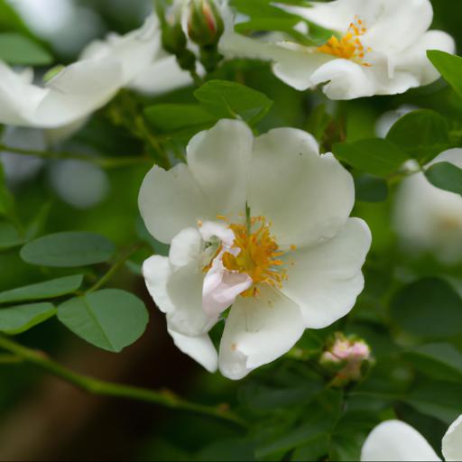 Tips for growing rosa rambling rector