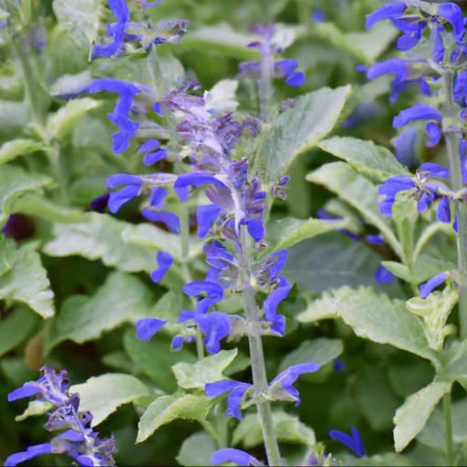 Tips for growing salvia patens cambridge blue