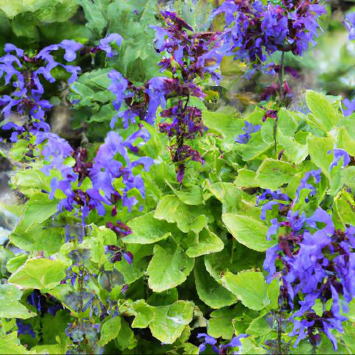 Tips for growing salvia pratensis twilight serenade