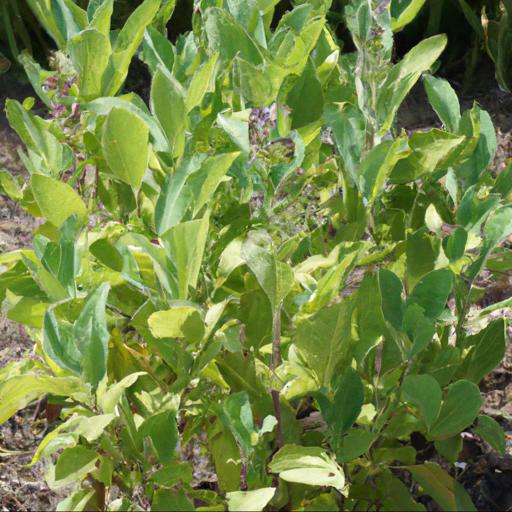 Tips for growing salvia semiatrata