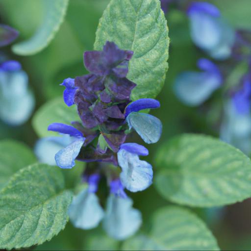 Tips for growing salvia viridis blue