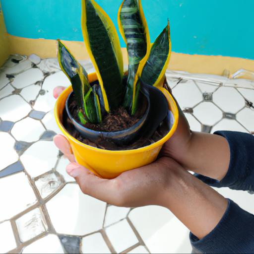 Tips for growing sansevieria trifasciata