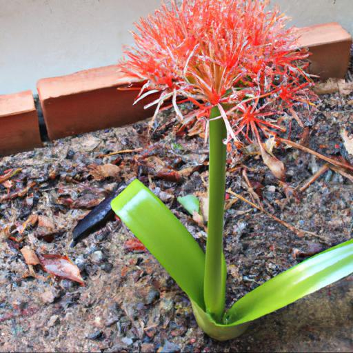 Tips for growing scadoxus multiflorus