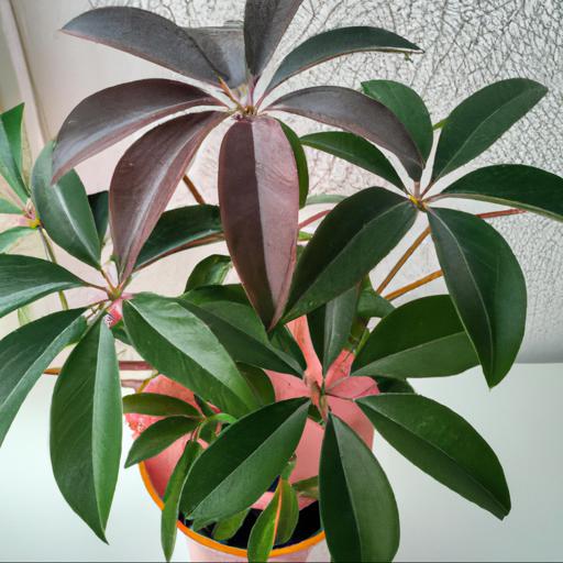 Tips for growing schefflera rhododendrifolia