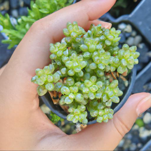 Tips for growing sedum dasyphyllum