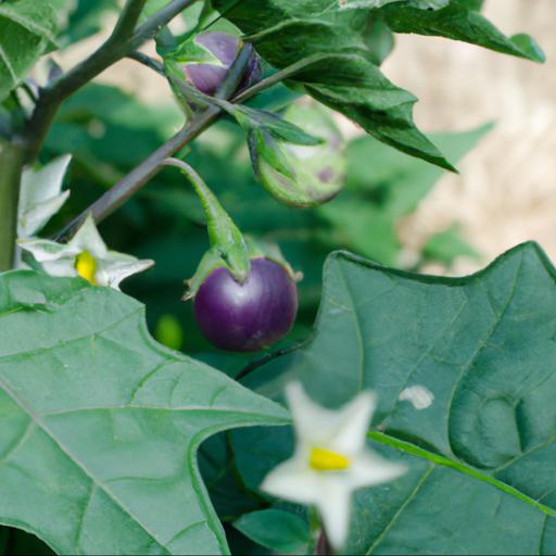 Tips for growing solanum crispum glasnevin