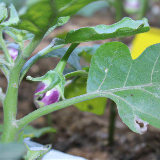 Tips for growing solanum melongena little fingers