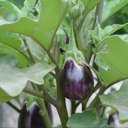 Tips for growing solanum melongena moneymaker