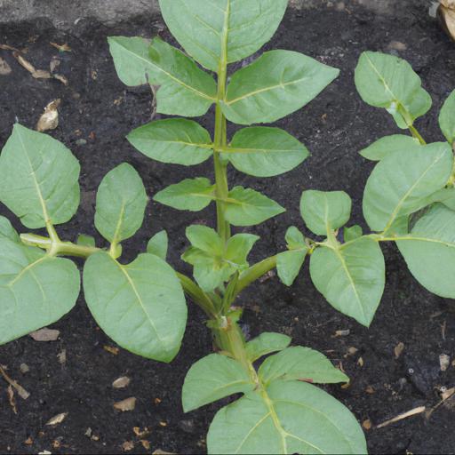 Tips for growing solanum tuberosum rocket