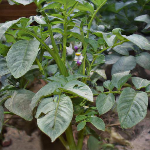 Tips for growing solanum tuberosum sarpo mira