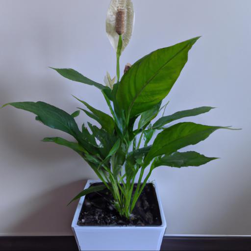 Tips for growing spathiphyllum wallisii