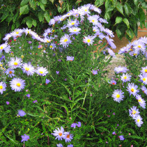 Tips for growing symphyotrichum little carlow