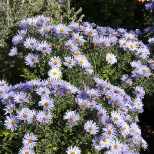 Tips for growing symphyotrichum novi belgii algars pride