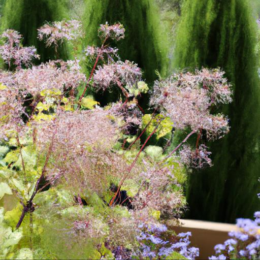 Tips for growing thalictrum filamentosum