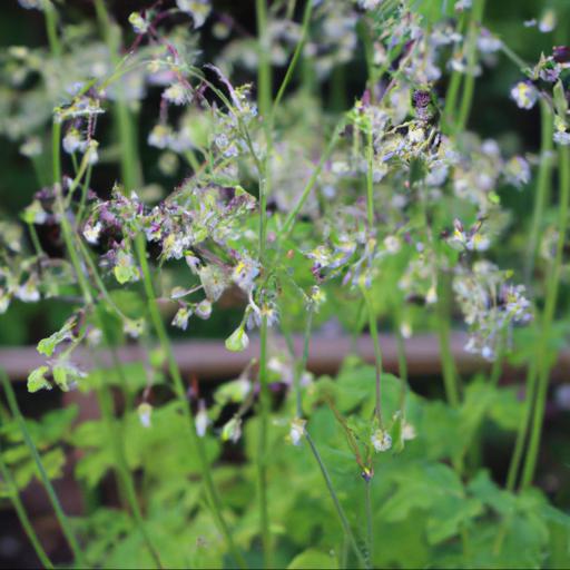 Tips for growing thalictrum tuberosum