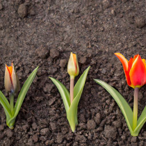 Tips for growing three scented tulips