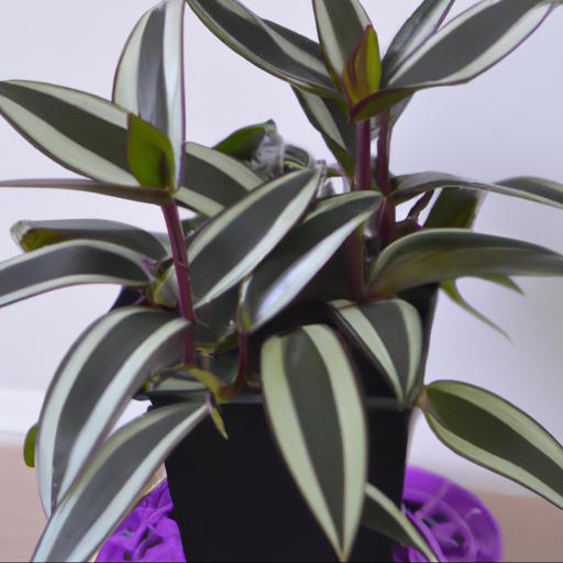 Tips for growing tradescantia zebrina