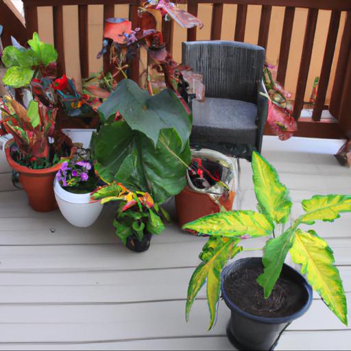 Tips for planting and caring for patio plants