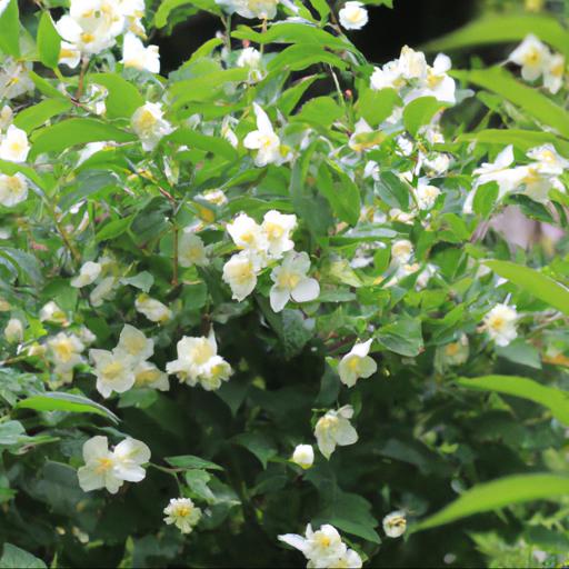 Tips for planting and caring for philadelphus mexican jewel