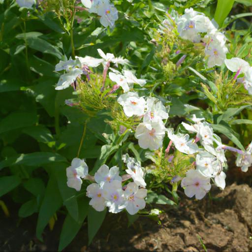 Tips for planting and caring for phlox divaricata clouds of perfume