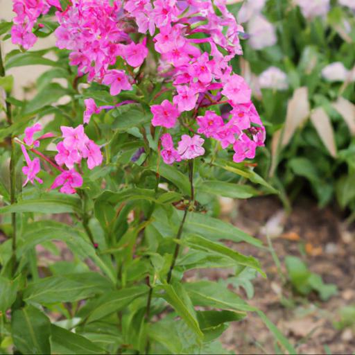 Tips for planting and caring for phlox paniculata bartwentynine