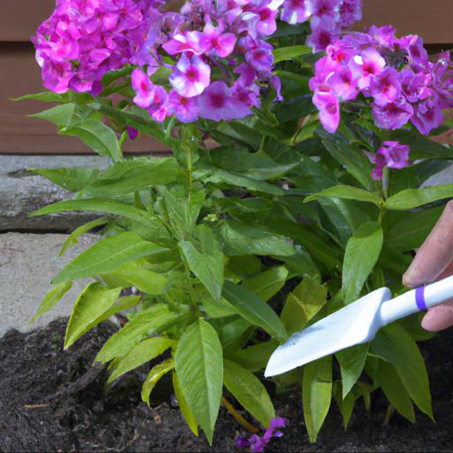 Tips for planting and caring for phlox paniculata peacock neon purple