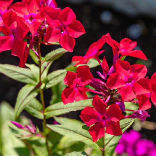 Tips for planting and caring for phlox paniculata velvet flame