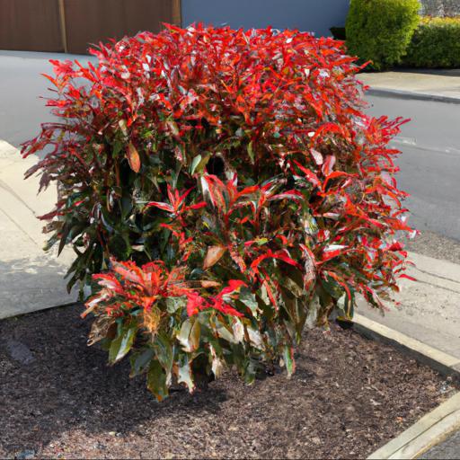 Tips for planting and caring for photinia x fraseri red robin