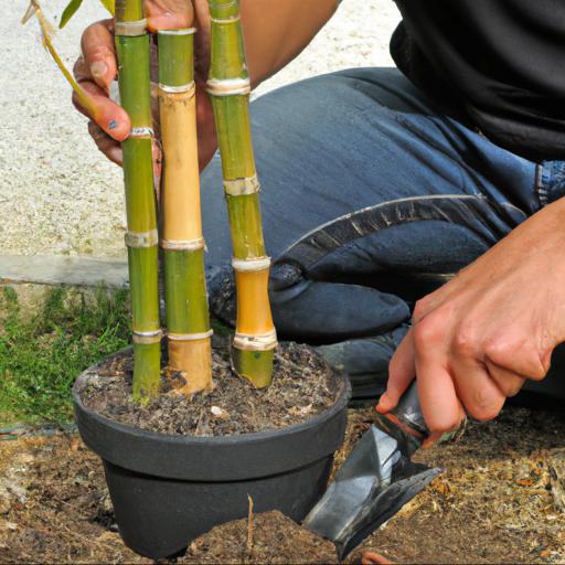 Tips for planting and caring for phyllostachys nigra