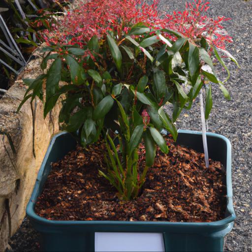 Tips for planting and caring for pieris japonica mountain fire