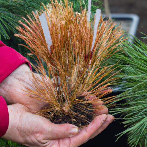 Tips for planting and caring for pinus mugo golden glow