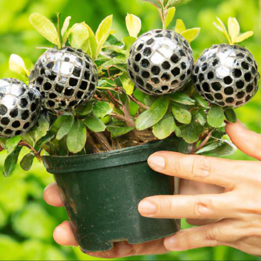 Tips for planting and caring for pittosporum tenuifolium golf ball