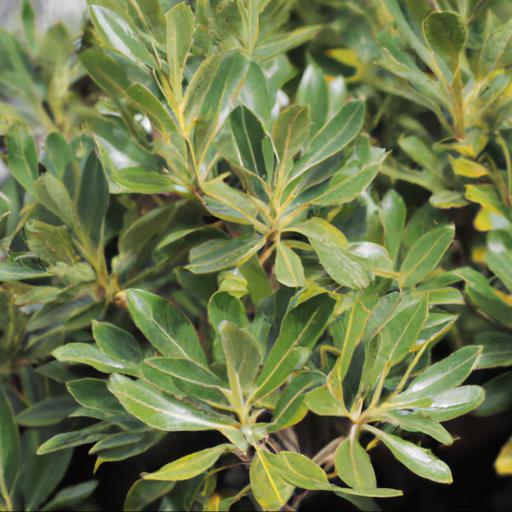 Tips for planting and caring for pittosporum tenuifolium irene paterson