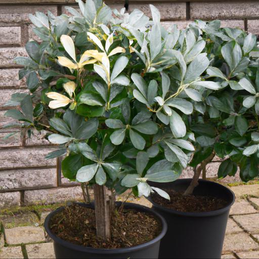 Tips for planting and caring for pittosporum tenuifolium silver queen