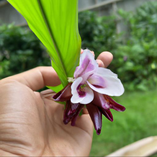 Tips for planting and caring for roscoea kew beauty