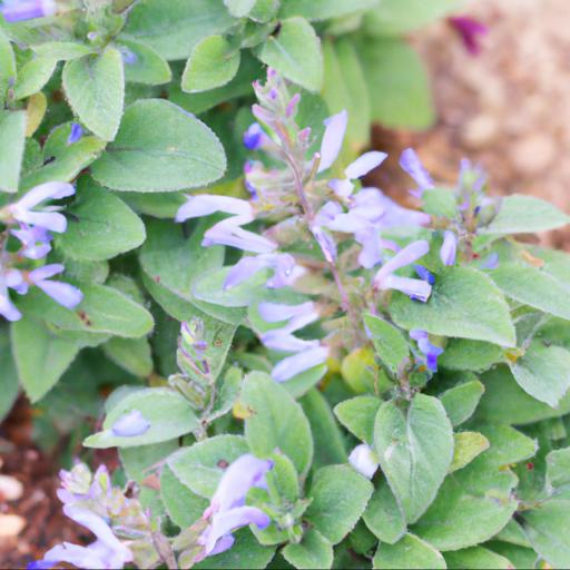 Tips for planting and caring for salvia serenade