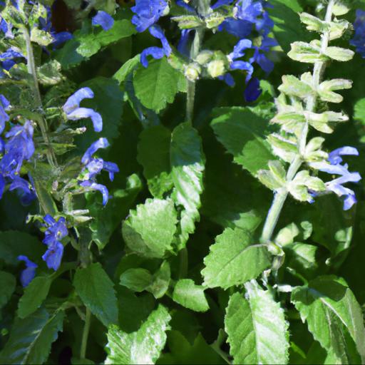 Tips for planting and caring for salvia x jamensis blue armor