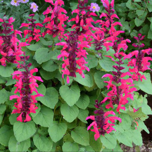 Tips for planting and caring for salvia x jamensis hot lips