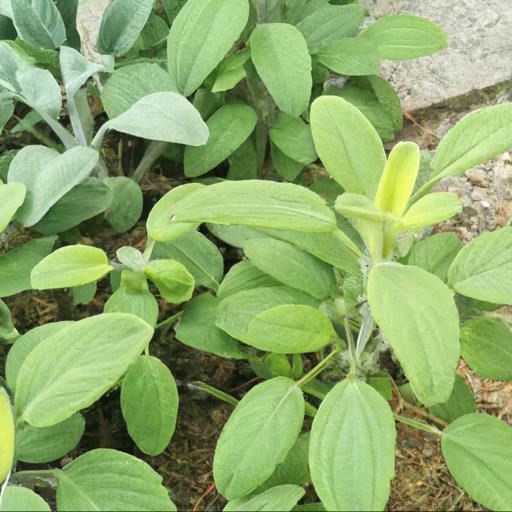 Tips for planting and caring for salvia x jamensis pluenn