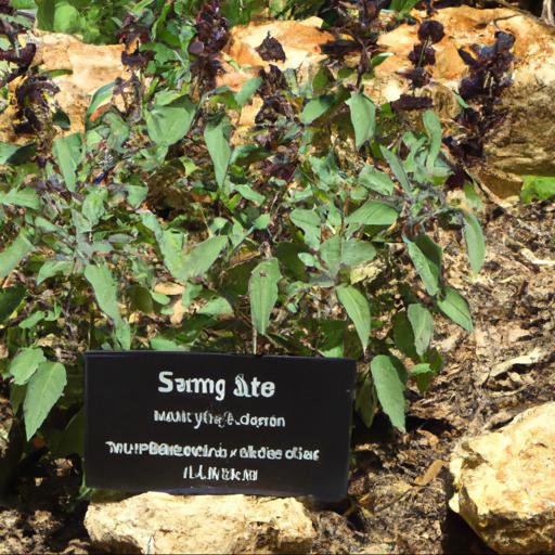 Tips for planting and caring for salvia x jamensis sierra san antonio