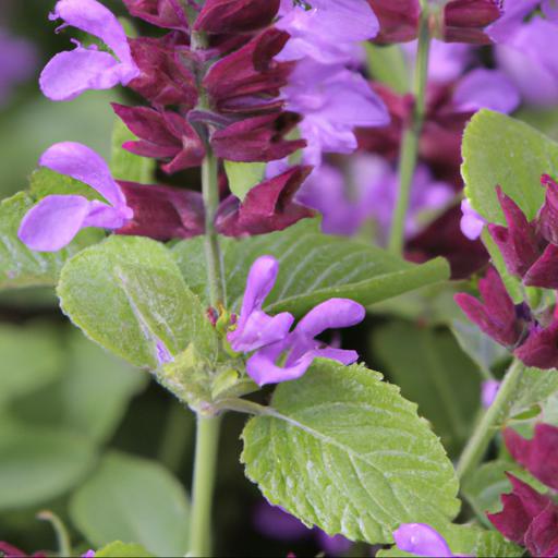 Tips for planting and caring for salvia x jamensis violette de loire