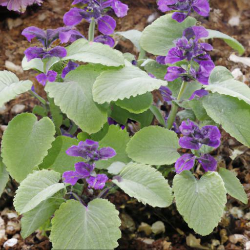 Tips for planting and caring for salvia x sylvestris viola klose