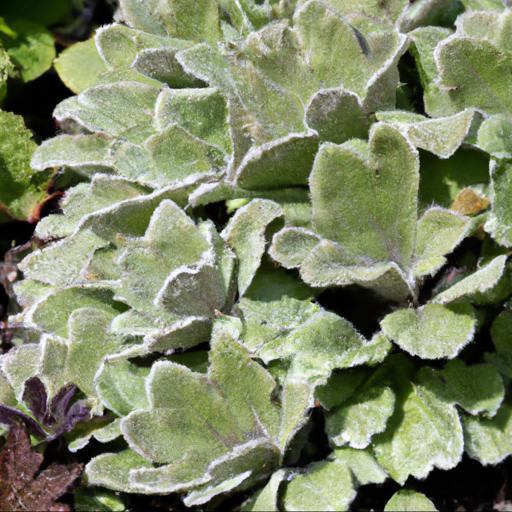 Tips for planting and caring for saxifraga fortunei silver velvet