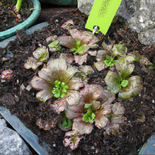 Tips for planting and caring for saxifraga southside seedling