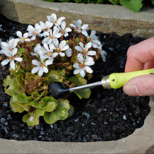 Tips for planting and caring for saxifraga white pixie