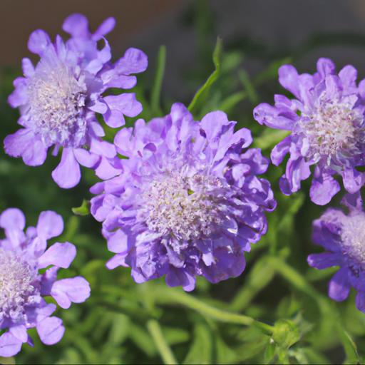 Tips for planting and caring for scabiosa incisa kudo