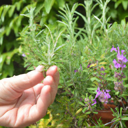 Tips for planting and caring for scented plants